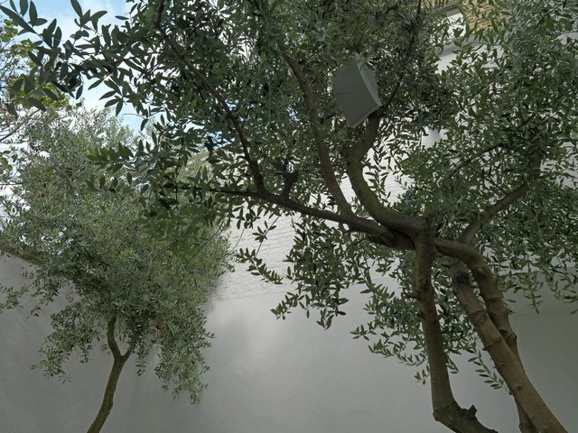 Tree, 1972, Sound environment
