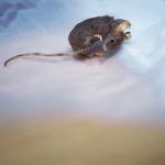 011 Louise Lawler, Mouse On Paper, 2002-03, Sprüth Magers Gallery Archive