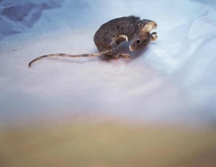 Louise Lawler, Mouse On Paper, 2002-03, Sprüth Magers Gallery Archive