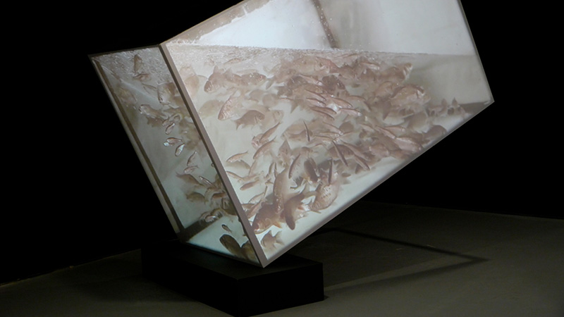 Dmitry Bulnygin, Aquarium, 2015, Installation, video mapping, sound Courtesy of the artist
