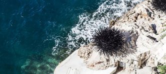 Philippe Pasqua, Black Sun (Detail) Installation of 3 steel sea urchins, Diametre 5 m each, Photo: Martin Delpozo, Courtesy of Philippe Pasqua, Galerie RX & Oceanographic Museum of Monaco