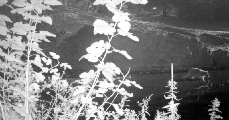 Maja Čule, Early Modern Men (Video Still), 2017, © Maja Čule, Courtesy the artist and Arcadia Missa