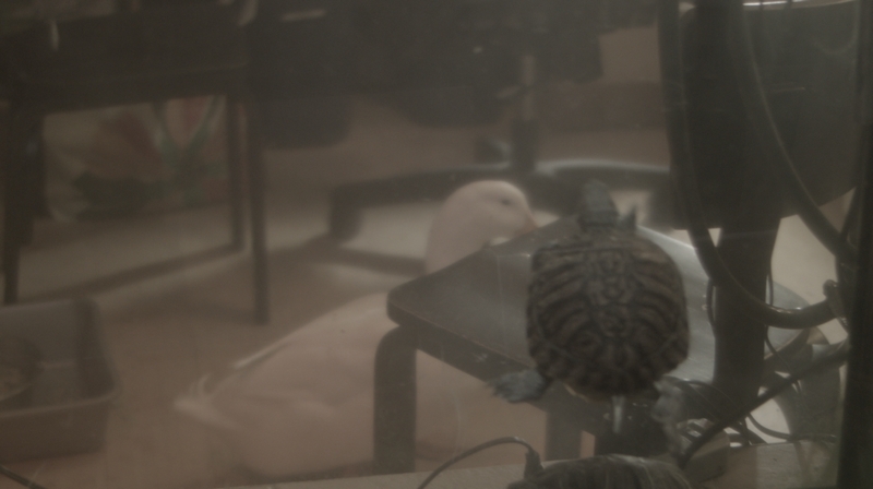 Maja Čule, Early Modern Men (Video Still), 2017, © Maja Čule, Courtesy the artist and Arcadia Missa