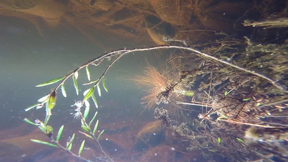 Violaine Lochu, šaddat (Video Still), © the artist