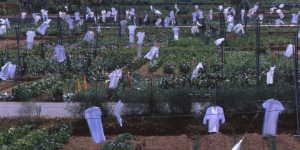 Echigo-Tsumari Art Triennale
