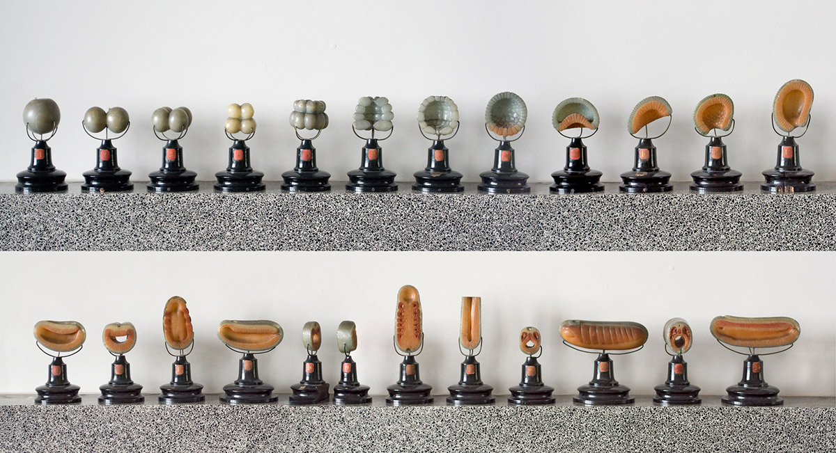 Ziegler wax models ‘Branchiostama’, 25 polychrome wax models of the development of ‘Branchiostama lanceolatum’(Amphioxus) after Berthold Hatschek, made by Atelier fur wissenschaftliche plastic Adolf Ziegler, Mounted on turned ebonised wood stands, numbered, Image Courtesy George Loudon Collection, Photo: Rosamond Purcell