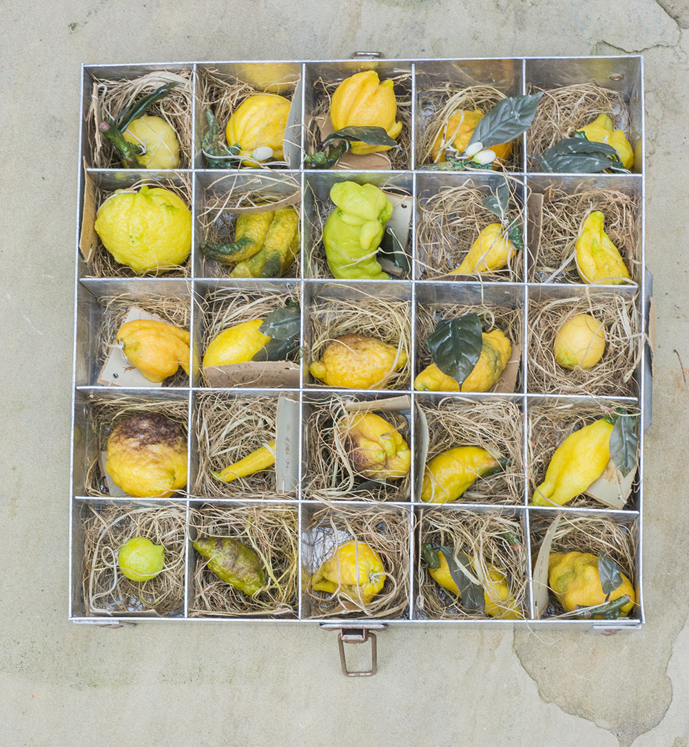 Francesco Garnier Valletti, Boxes of wax fruits (lemons), 19th century, 10 x 51 x 41 cm, Turin, Image Courtesy George Loudon Collection, Photo: Rosamond Purcell