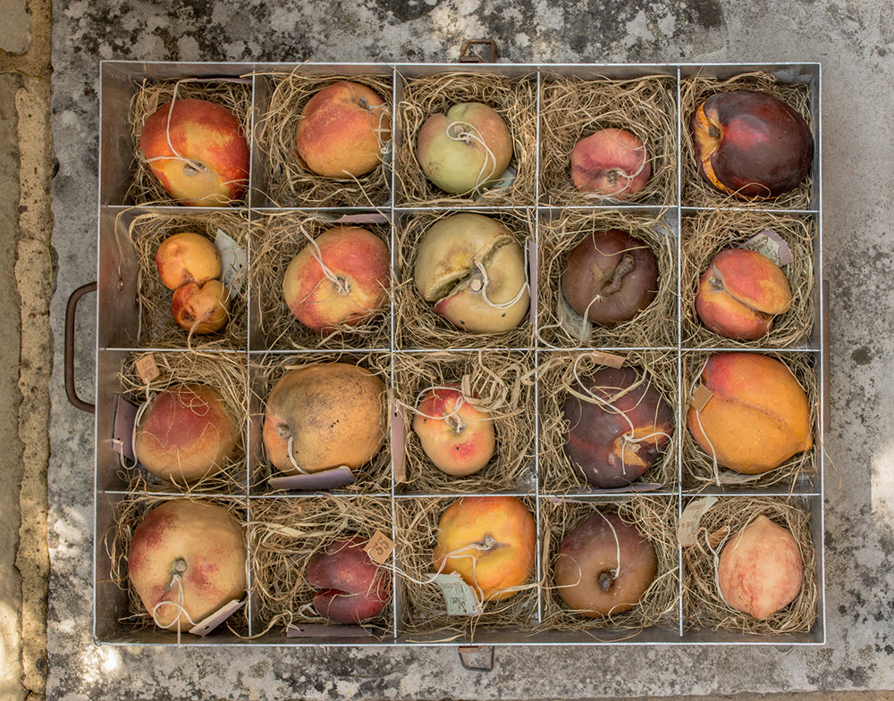 Francesco Garnier Valletti, Box of wax fruits (peaches), 19th century, 10 x 40 x 37 cm, Turin, Image Courtesy George Loudon Collection, Photo: Rosamond Purcell