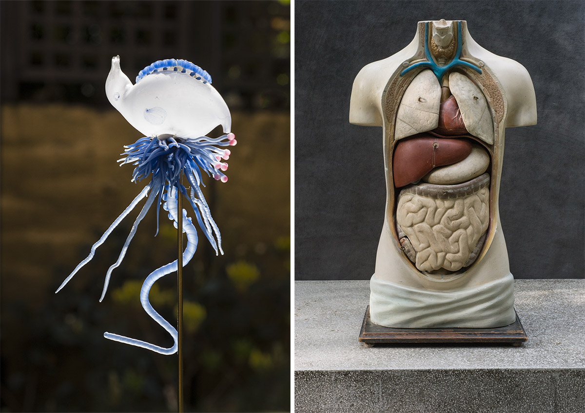Left: Leopold (1822-95) and Rudolf (1857-1939) Blaschka, Glass model of a Portugese man o’war, Mid to late 19th Century, 14 x 8 x 8 cm, Germany, Image Courtesy George Loudon Collection, Photo: Rosamond Purcell. Right: Plaster anatomical demonstration model torso, 19th Century, 72 x 37 x 26 cm, France or Germany, Image Courtesy George Loudon Collection, Photo: Rosamond Purcell