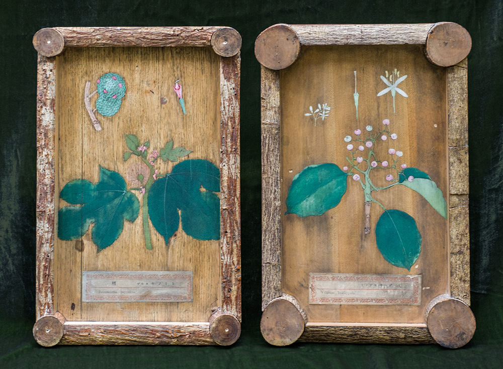 Chikusai Kato, Nine botanical paintings on wood panels, c. 1878, Each 34 x 22 x 3 cm, Tokyo, Image Courtesy George Loudon Collection, Photo: Rosamond Purcell