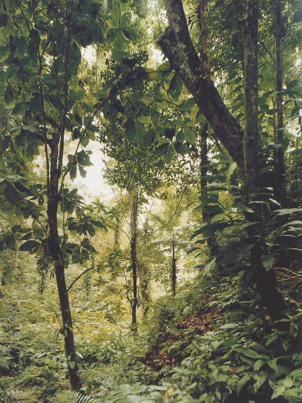 Thomas Struth, Paradise 25, Yuquehy, Brazil, 2001 , Colour photograph, 216.5 x 168 cm, Edition 3/10, Purchased in 2003 , Inv. No. 486/03