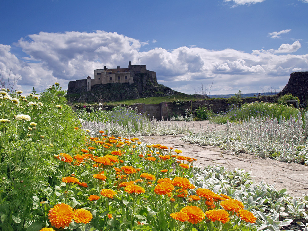 Anya Gallaccio-Dreamed About The Flowers…