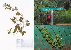 NTU-Centre-for-Contemporary-Art-Singapore