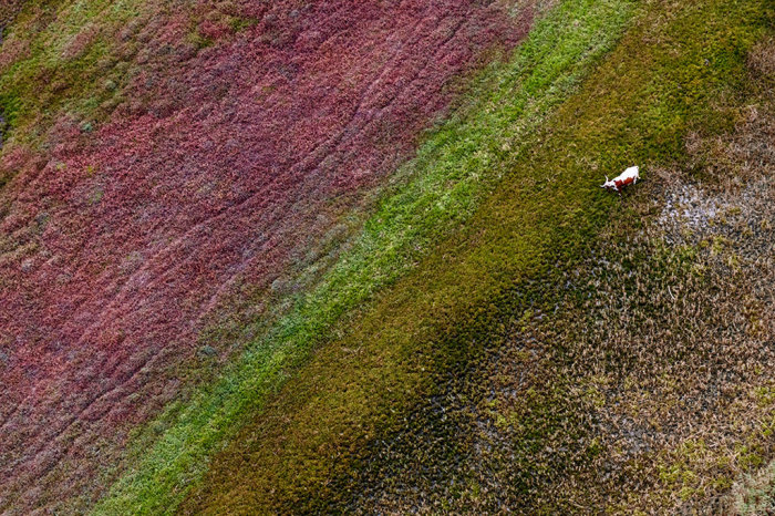 Zack Seckler, Eastern Cape Bull, 2016, Archival pigment print, Signed and numbered verso, 53.3 x 80 inches (Edition of 3), 40 x 60 inches (Edition of 5), 26.7 x 40 inches (Edition of 10), © Zack Seckler, Courtesy the artist and ClampArt