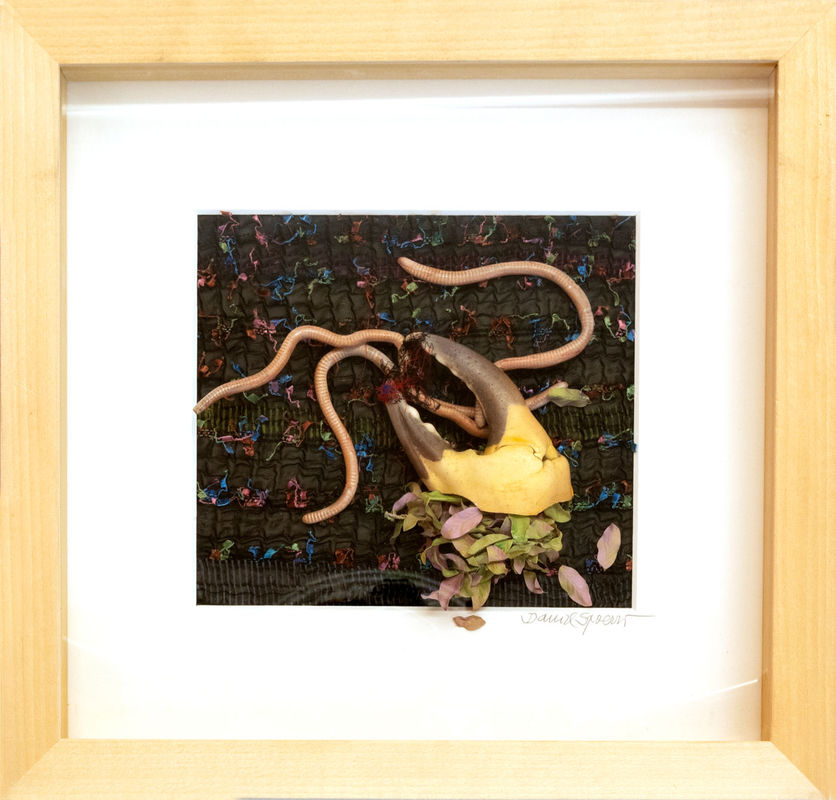 Daniel Spoerri, Untitled (Series: Eintagskästchen), 2008, Assemblage, 35.5 x 37.5 cm, © Daniel Spoerri, Courtesy the artist and Galerie Krinzinger