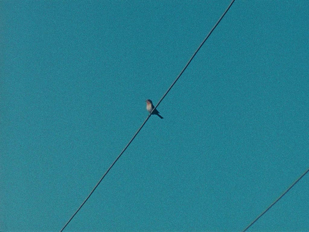 Tacita Dean. Ear on a Worm, 2017 (Film still). 16mm colour film with optical sound, continuous loop; 3 minutes 33 seconds, © Tacita Dean, Courtesy the artist and EMMA – Espoo Museum of Modern Art