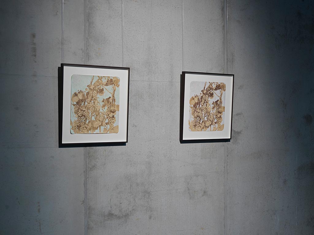 Tacita Dean: Vine Diptych, 2020, Guass for albumin prints, Courtesy of the artist, Marian Goodman Gallery, New York / Paris and Frith Street Gallery, London, Photo: Ari Karttunen / EMMA