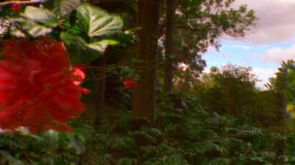 Diana Thater, The Road to Hana Two, 2014