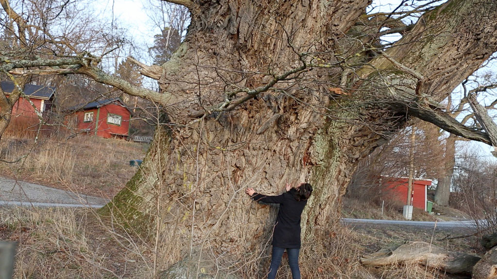 Elmas Deniz, The Tree I Want to Buy (Video still), 2014, , HD DVD Video, Pal 16:09, in color and sound, 04’55’’, © Elmas Deniz, Courtesy the artist and Zilberman Gallery