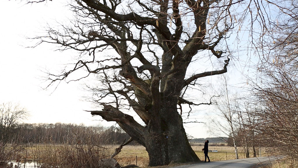 Elmas Deniz, The Tree I Want to Buy (Video still), 2014, , HD DVD Video, Pal 16:09, in color and sound, 04’55’’, © Elmas Deniz, Courtesy the artist and Zilberman Gallery
