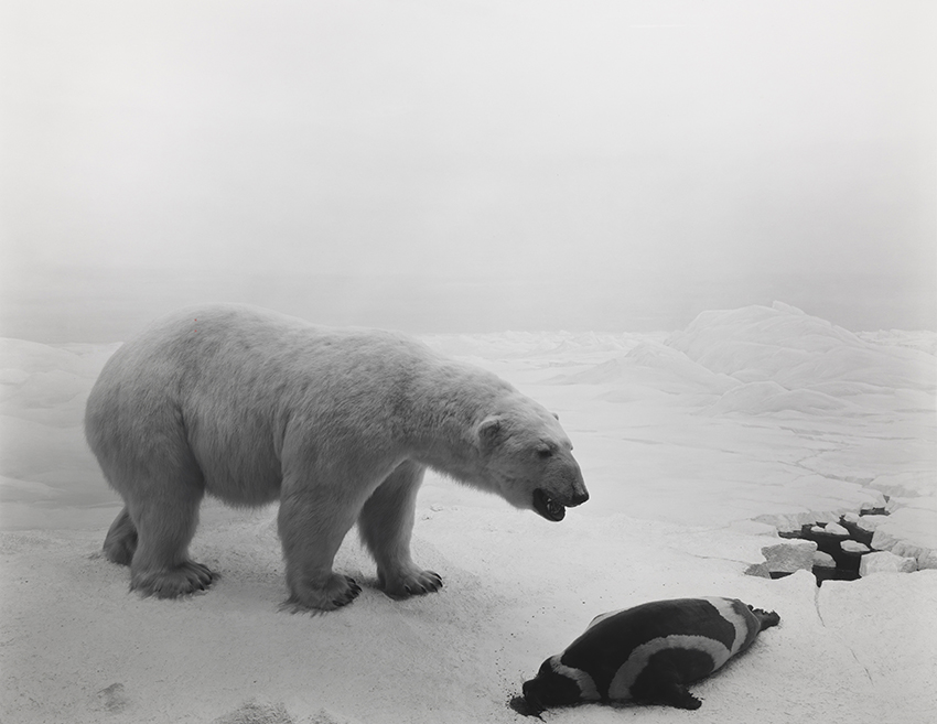 Hiroshi Sugimoto, Polar Bear, 1976, Gelatin silver print, 42.3 x 54.6 cm