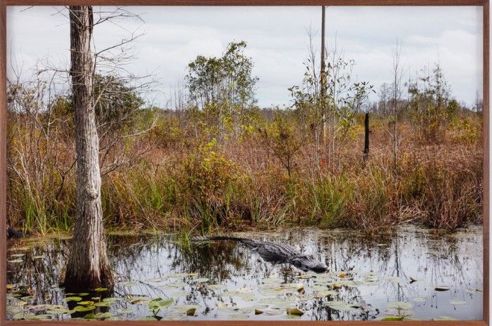 Catherine Opie, Untitled #2 (Swamps), 2019, Pigment print, 40 x 60 inches (101.6 x 152.4 cm), © Catherine Opie, Courtesy the artist, Regen Projects and Lehmann Maupin