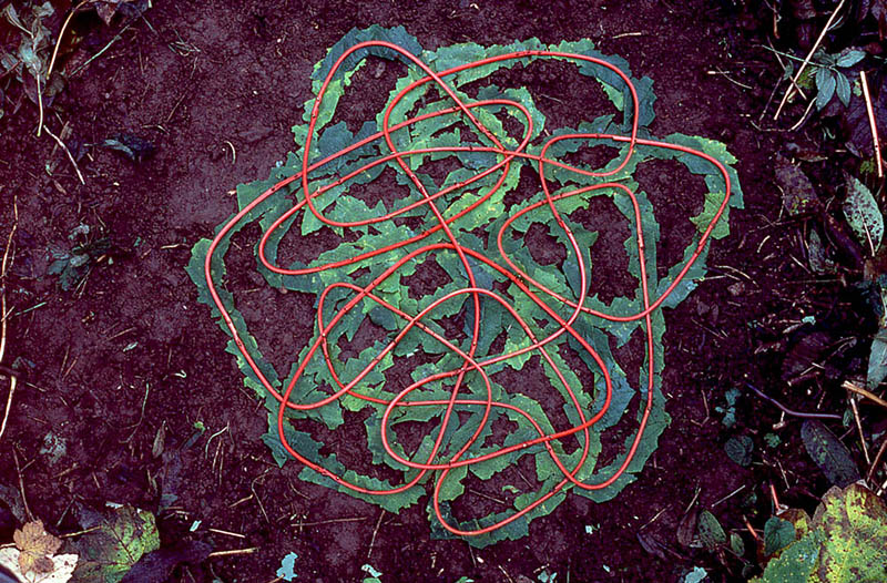 Andy Goldsworthy (26/7/1956- )