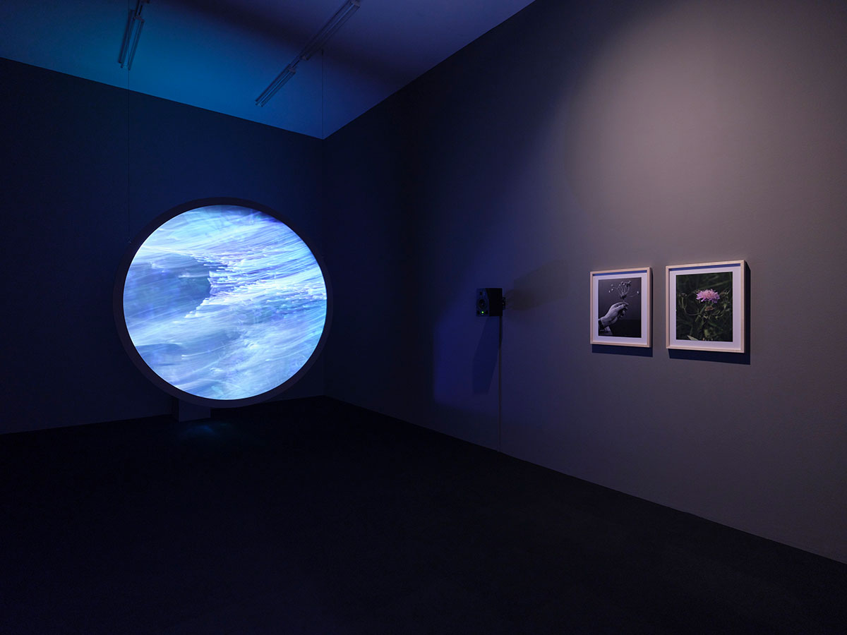Sirah Foighel Brutmann & Eitan Efrat, Meeting a Flower Halfway, 2021, HD video, loop, sound, 14'20"; round projection frame, ø 200 cm; two C-prints, each 48 × 37 cm, Courtesy of the artists