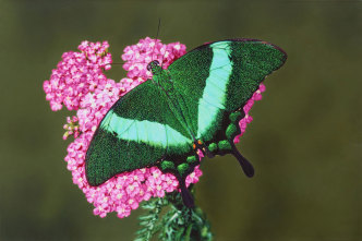 Damien Hirst, Papillio palinurus in Achillea millefolium, 2009, Oil on canvas, 36 × 54 inches / 91.4 × 137.2 cm, © Damien Hirst and Science Ltd. All rights reserved, DACS 2021. Photo: Prudence Cuming Associates. Courtesy of Gagosian