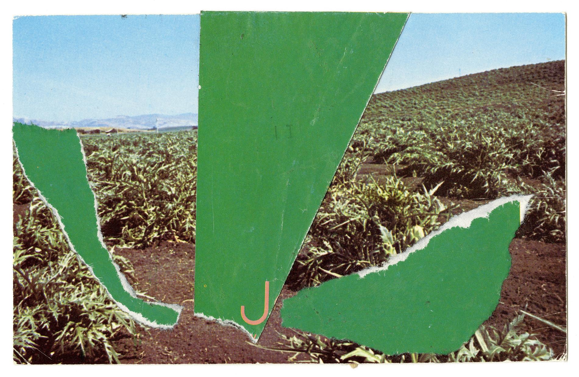 Ellsworth Kelly, Giant Artichoke, 1984, 3 1/2; x 5 1/2; inches, collection of Ellsworth Kelly Studio and Jack Shear, © Ellsworth Kelly Foundation