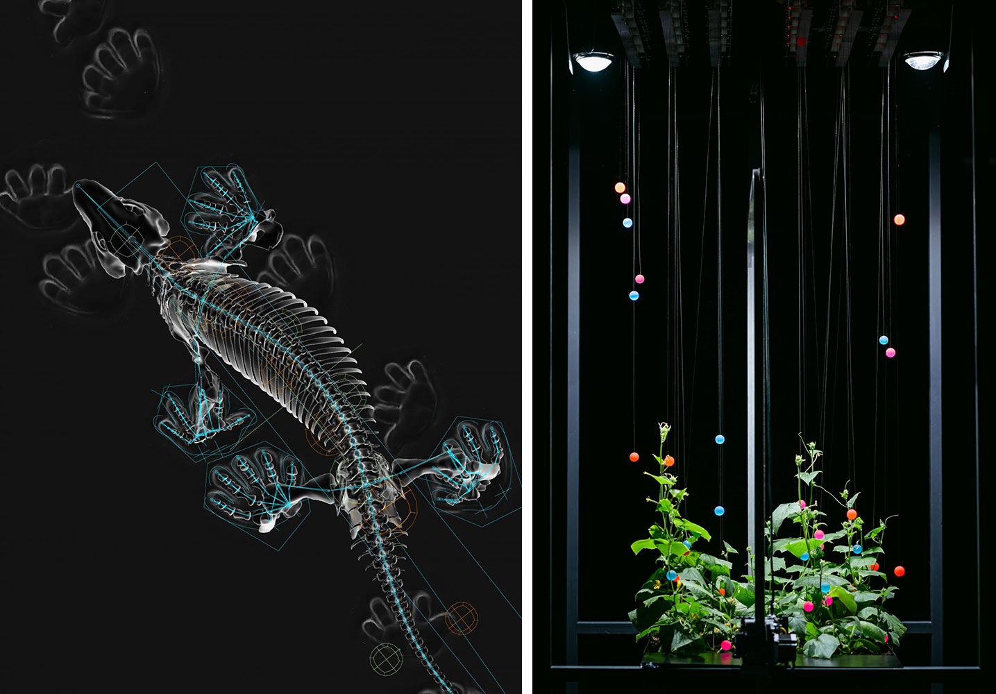 Left: Jonas Lauströer (HAW Hamburg), Amir Andikfar (HAW Hamburg) & John Nyakatura, Photomontage of OroBOT and 3D digital skeleton of Orobates, artistic illustration, © Jonas Lauströer, Amir Andikfar, John Nyakatura Right: Špela Petrič, PL’AI (PLANT-MACHINE), 2020, AI robot with live cucumber plants, © Špela Petrič