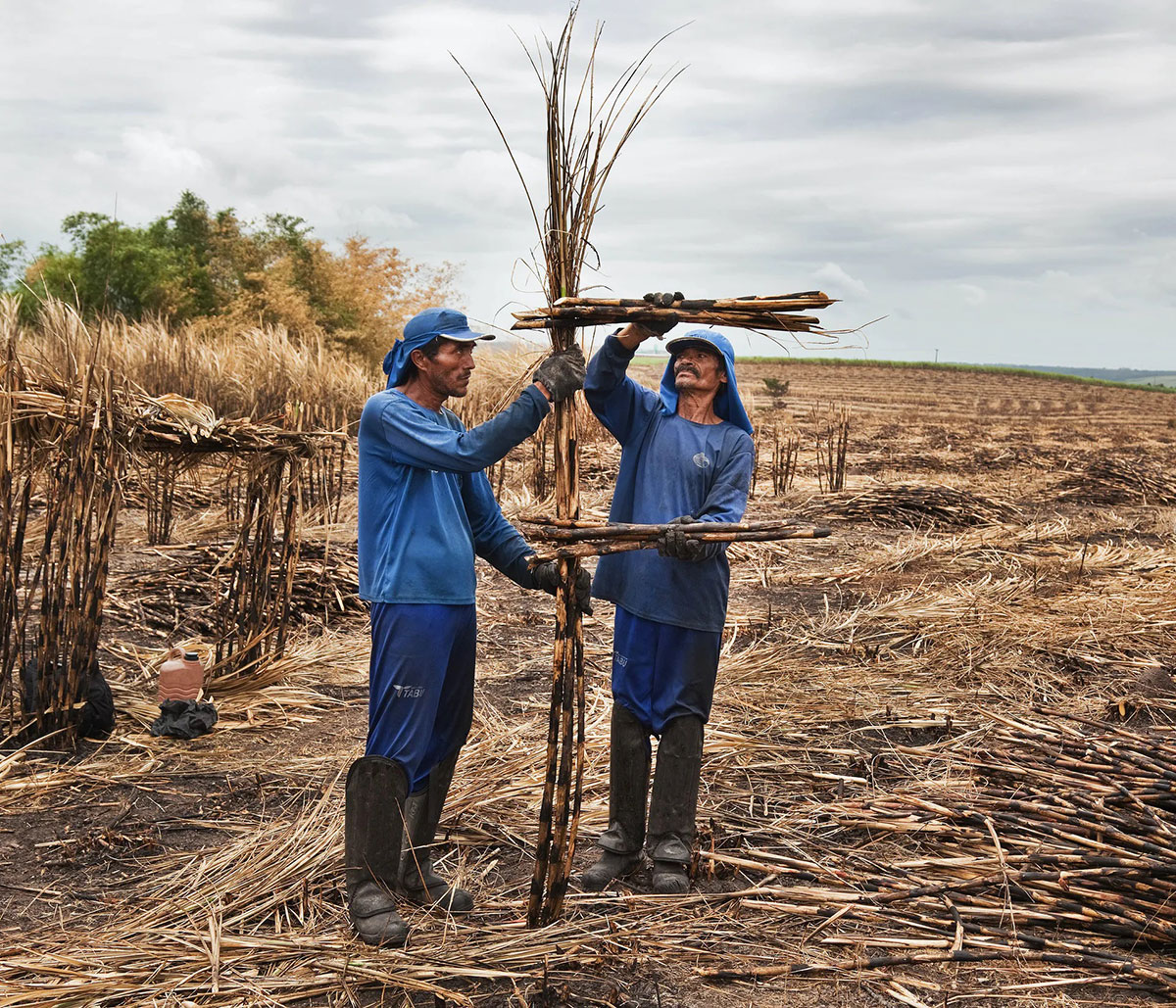 Jonathas de Andrade, ABC da Cana, 2014 (Sugarcane ABC), 26 photographs printed on rag paper, 30x35cm each, © Jonathas de Andrade