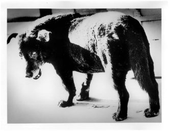 Daido Moriyama. Stray dog, Misawa (1971), © Daido Moriyama Photo Foundation, Courtesy Akio Nagasawa Gallery
