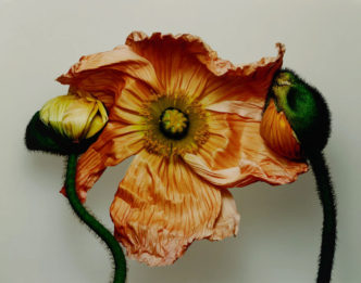 Irving Penn, Iceland Poppy/Papaver nudicaule (D), New York, 2006, pigment print mounted to board, 17-3/8" × 22" (44.1 cm × 55.9 cm), image 20" × 24" (50.8 cm × 61 cm), paper and mount, © The Irving Penn Foundation, Courtesy The Irving Penn Foundation and Pace Gallery