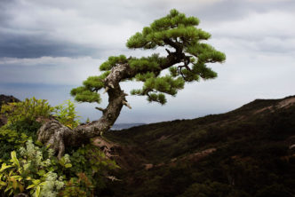 Norbert Schoerner, from the series “The Nature of Nature. Fukushima Project”, © Norbert Schoerner, Courtesy the artist and Museum Angewandte Kunst