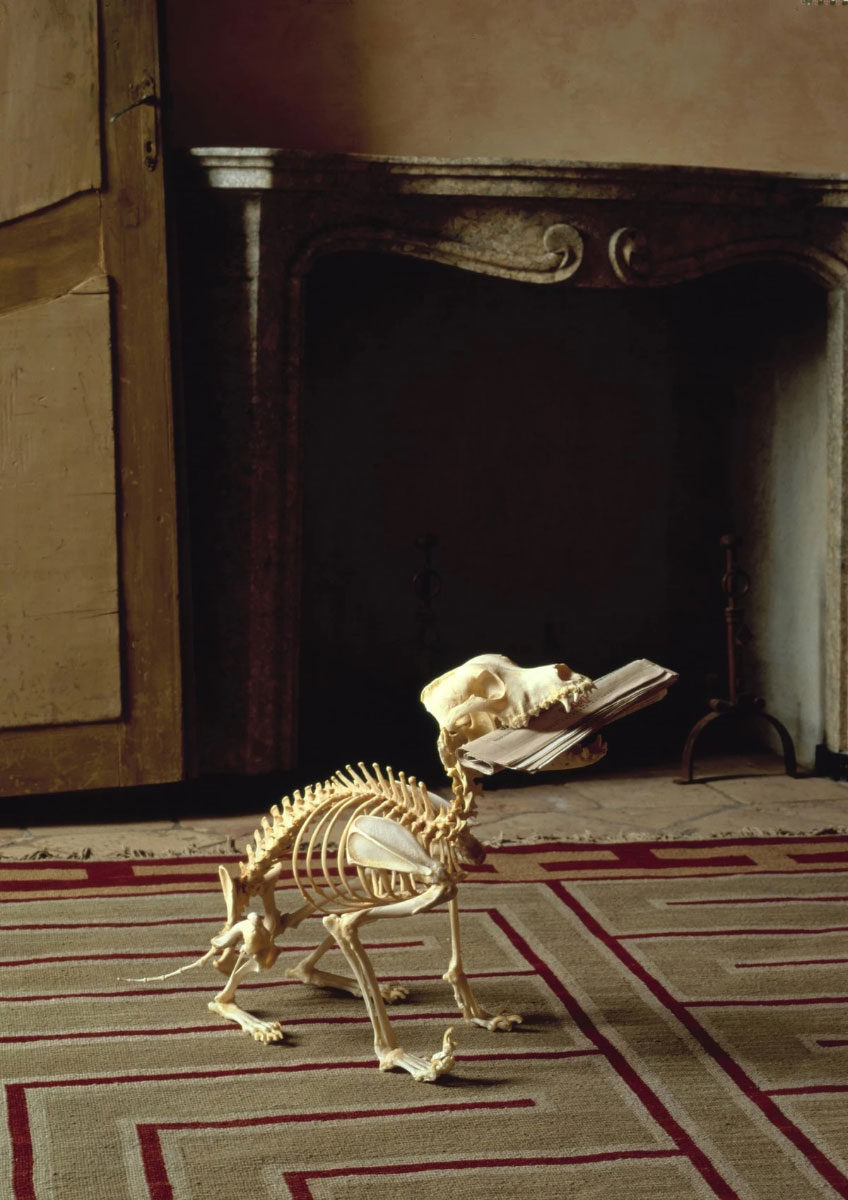 Maurizio Cattelan, Untitled, 1997, Dog skeleton, newspaper, 45 × 70 × 30 cm, Photograph by Attilio Maranzano, Courtesy the artist