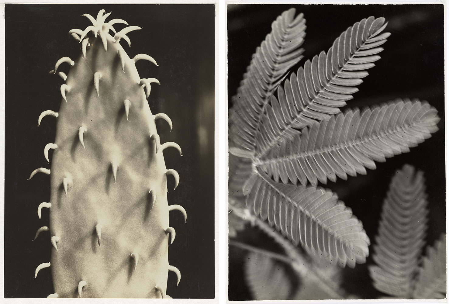 Left: Anne Biermann, Cactus, around 1929, Museum Ludwig, Cologne, Reproduction: Rheinisches Bildarchiv KölnRight: Folkwang-Auriga Verlag, Mimosa pudica, Blätter, um 1930, Museum Ludwig, Köln, Reproduktion: Rheinisches Bildarchiv Köln/Marc Weber