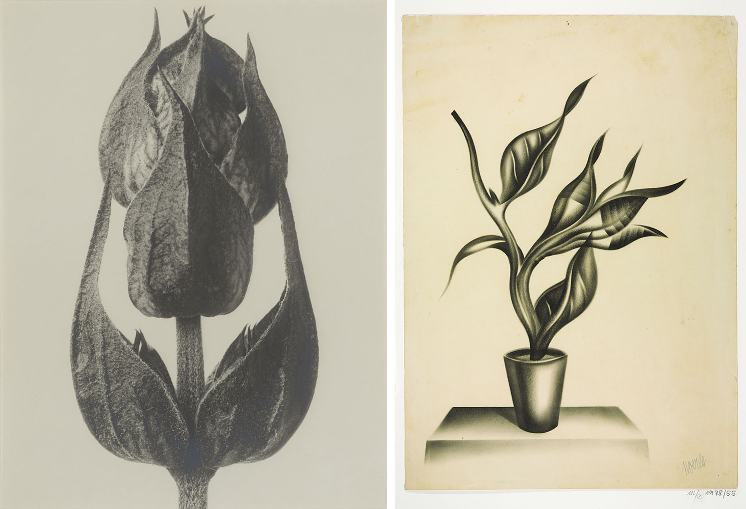 Left: Karl Blossfeldt, Salvia officinalis, sage, enlarged 15×, 1915/1920, Museum Ludwig, Cologne, Reproduction: Rheinisches Bildarchiv KölnRight: Heinrich Hoerle, Pot Plant, 1920s, Museum Ludwig, Cologne, Reproduction: Rheinisches Bildarchiv Köln