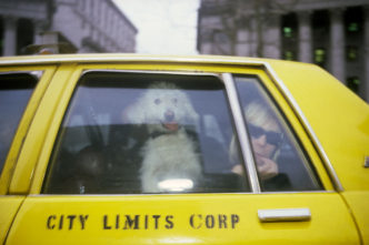 Nan Goldin, Teri with her dog in a taxi, New York, 1987. © Nan Goldin 