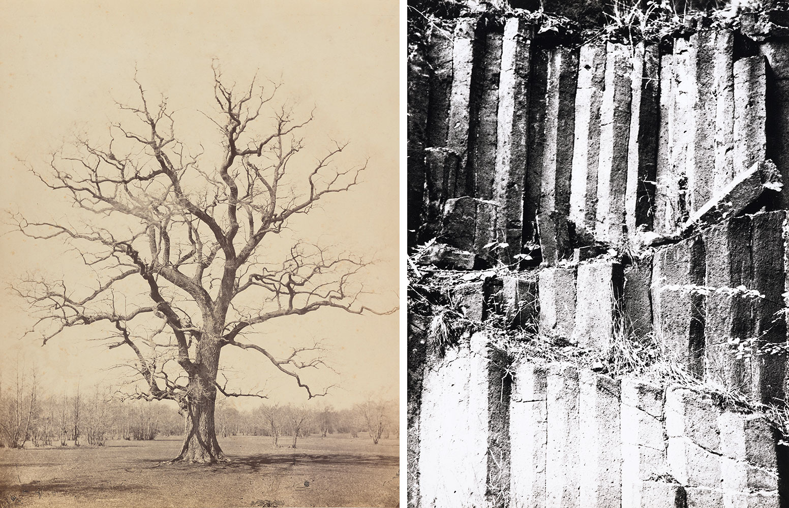 Left: Gustav Volkerling Dessau oak, 1867, Albumen paper on cardboard, 32,3 x 25,9 cm, © Museum Ludwig, Cologne, Repro: Rheinisches Bildarchiv, CologneRight: Chargesheimer, Basalt, 1969/1970, Gelatine silver paper, 39,7 x 29,8 cm, Museum Ludwig, Cologne, © Museum Ludwig, Cologne, Repro: Rheinisches Bildarchiv, Cologne 