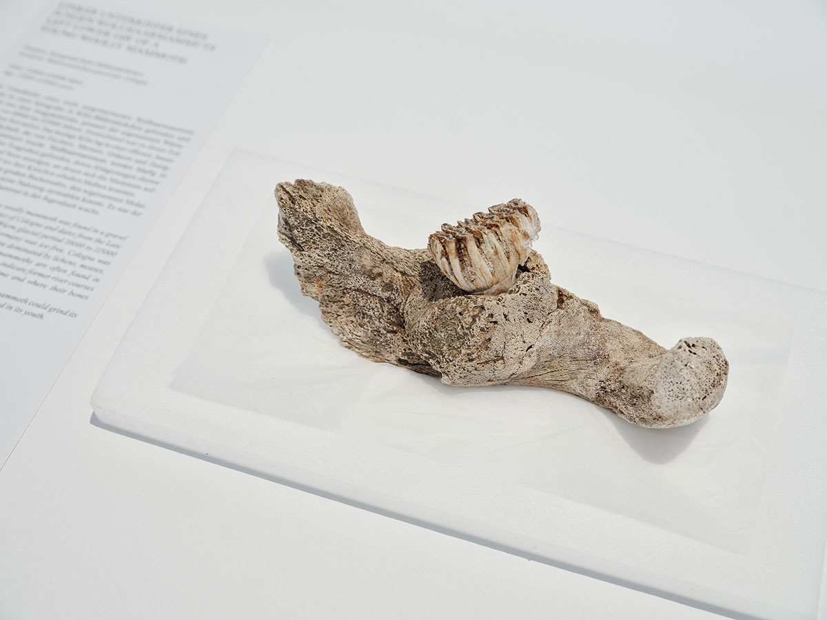 Left lower jaw of a young wooly mammoth, Location: Bilderstockchen gravel pit, Cologne Age: 12.000 - 115.000 years, Loan from the University of Cologne, Institute of Geology and Mineralogy, Photo: Rheinisches Bildarchiv, Cologne/Marc Weber