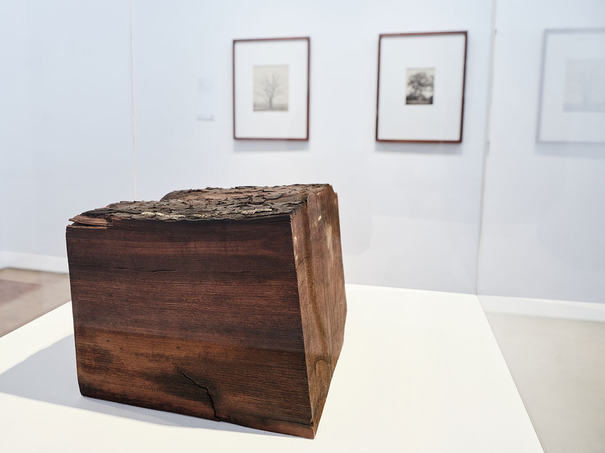 Piece of Sequoia turned to lignite, Location: Rhenish mining area near Di.lren Age: 20-23 million years, Photo: Rheinisches Bildarchiv, Cologne/Marc Weber