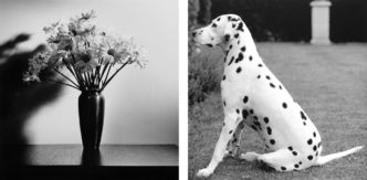 Left: Robert Mapplethorpe, Daisies, 1978. Right: Robert Mapplethorpe, Dalmatian, 1976. © Robert Mapplethorpe Foundation. Used by permission. Courtesy of Thaddaeus Ropac gallery, London, Paris, Salzburg, Seoul