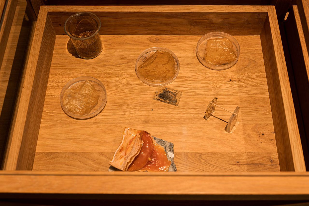 Domas Noreika. The Conservator’s Imagination Desk, 2024. Various natural materials, oak wood, glass. Dimensions variable. Photographer: Andrej Vasilenko