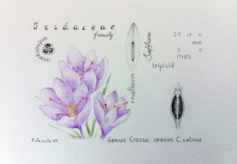 19. Varvara Maltezou 01, Digitalis Purpurea, 2025, Watercolour pencils, pencil,13 x 18 cm / 21 x 30 cm )framed)
