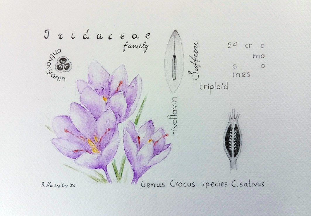 19.Varvara Maltezou 01, Digitalis Purpurea, 2025, Watercolour pencils, pencil,13 x 18 cm / 21 x 30 cm )framed)