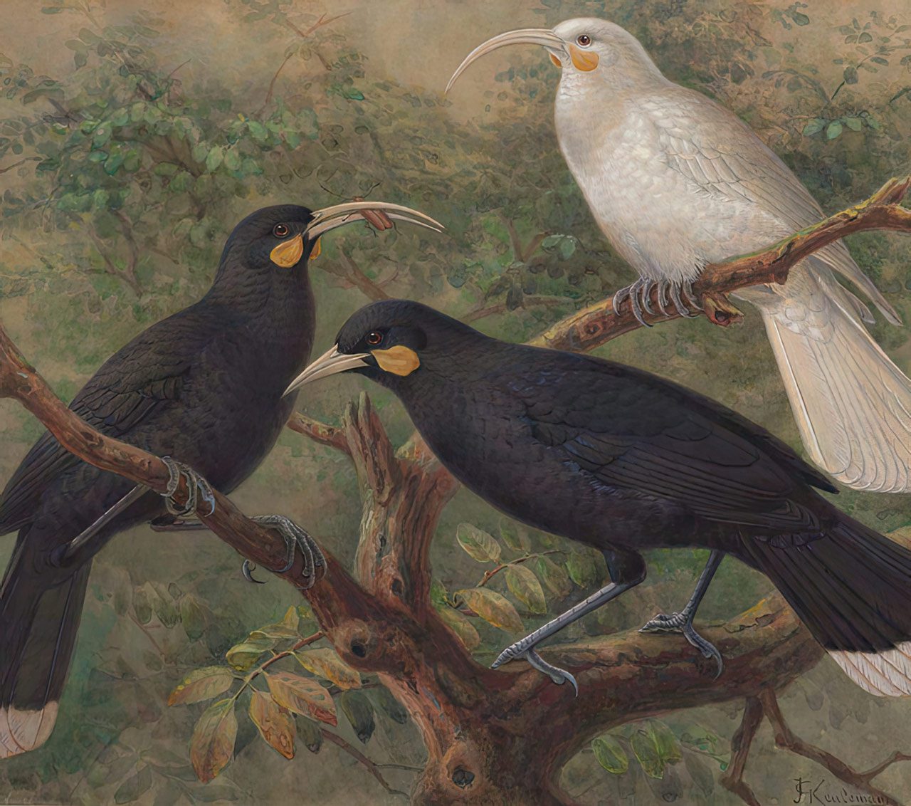 Sally Ann McIntyre, Recollecting a Bird’s Lost Voice (Illustration de Johannes Keulemans © Domaine Public)
