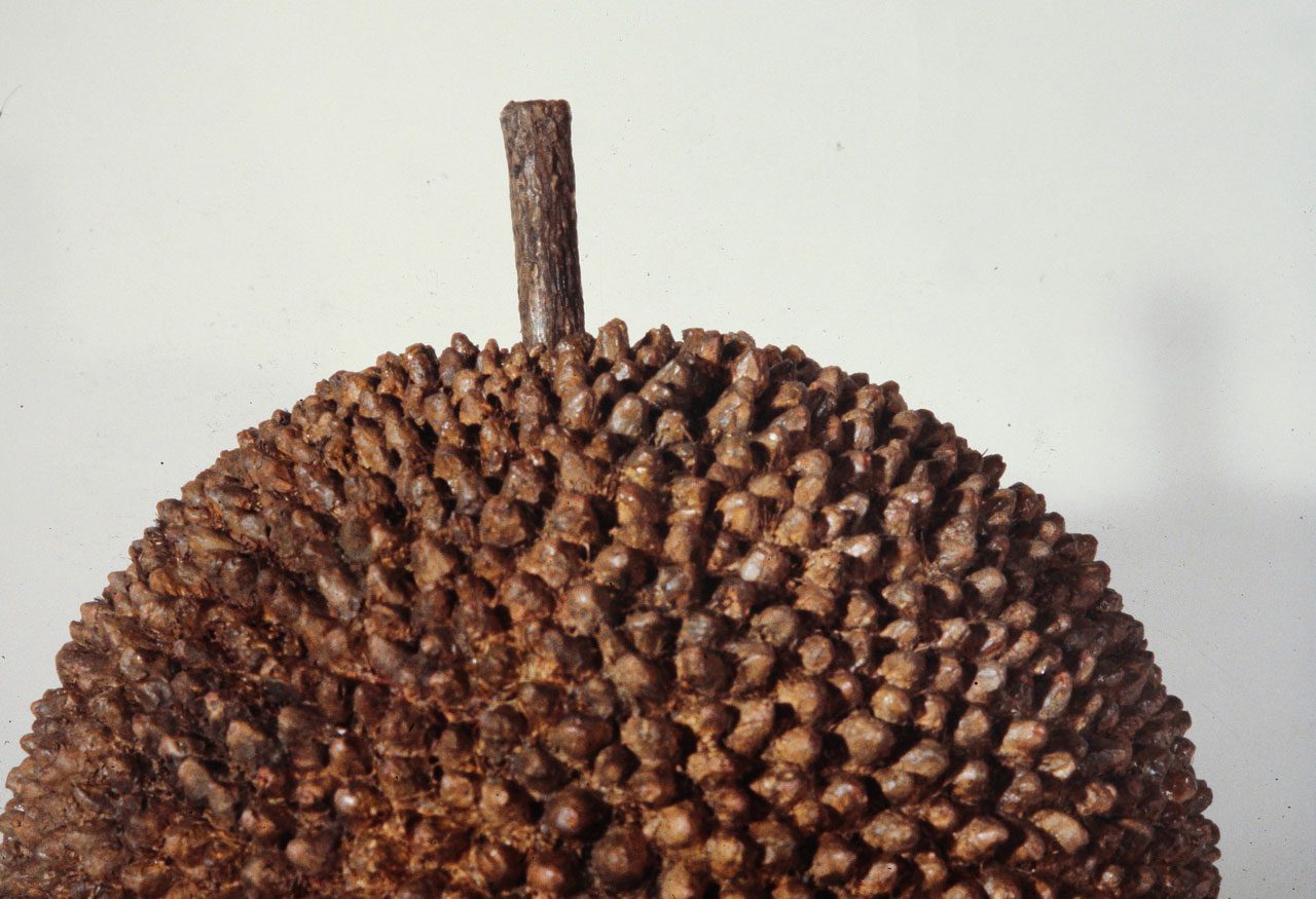 Ming Fay, Close Up of Itchy Ball, 1979. Photograph. Private Collection