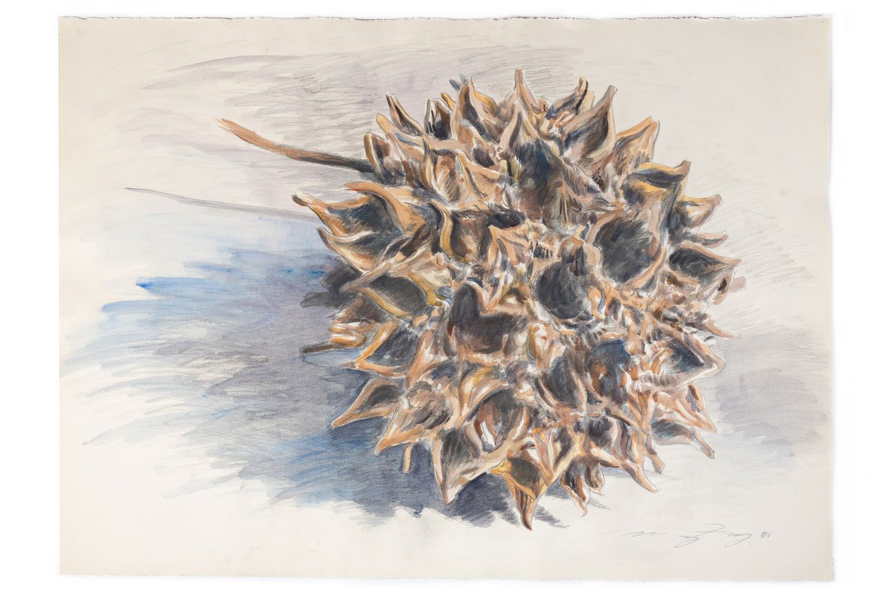 Ming Fay, Sweetgum Seed, 1981. Watercolor and pencil on paper. Private Collection