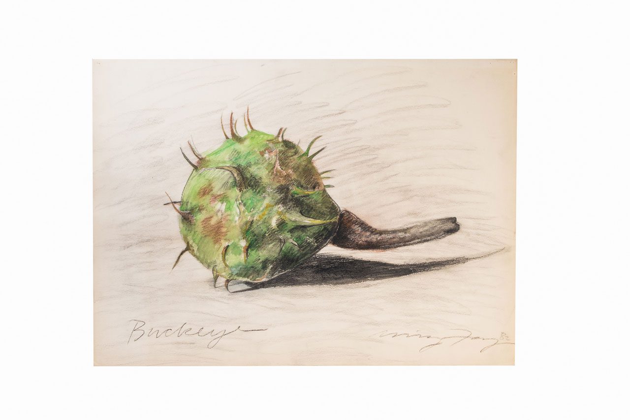 Ming Fay, Buckeye, 1982. Watercolor, pencil, and chalk pastel on paper. Private Collection